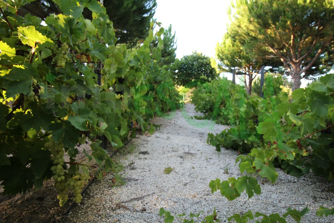 Quinta T2 para Venda em Vila Chã de Ourique Foto 119