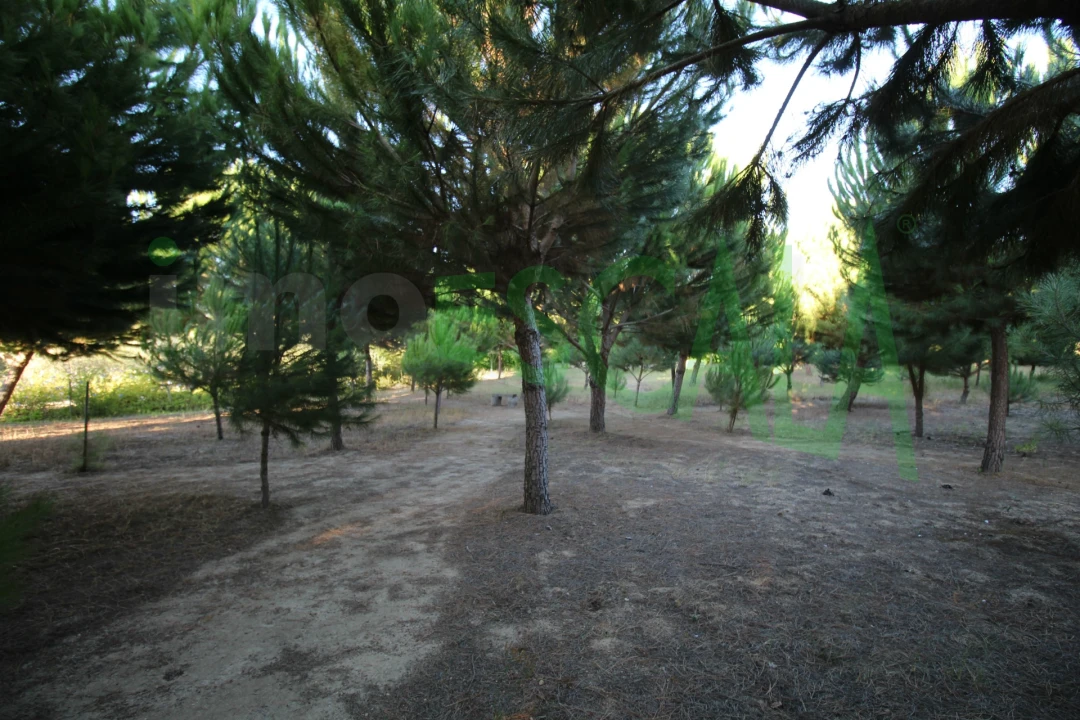 Quinta T2 para Venda em Vila Chã de Ourique Foto 104