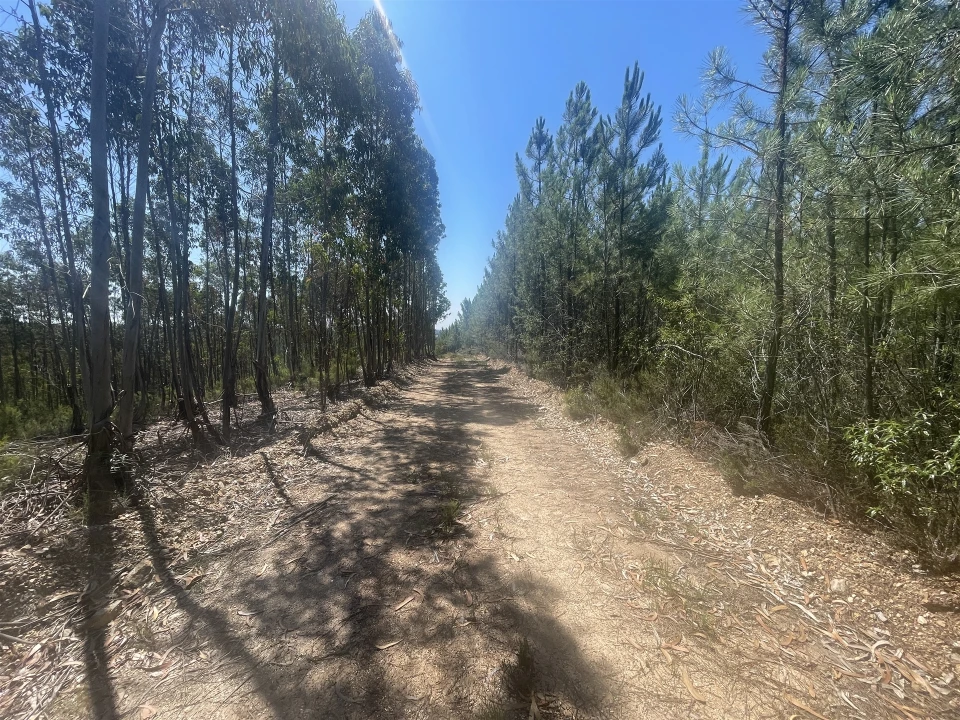 Terreno Agricola ou Rústico para Venda em Sarnadas de São Simão Foto 10