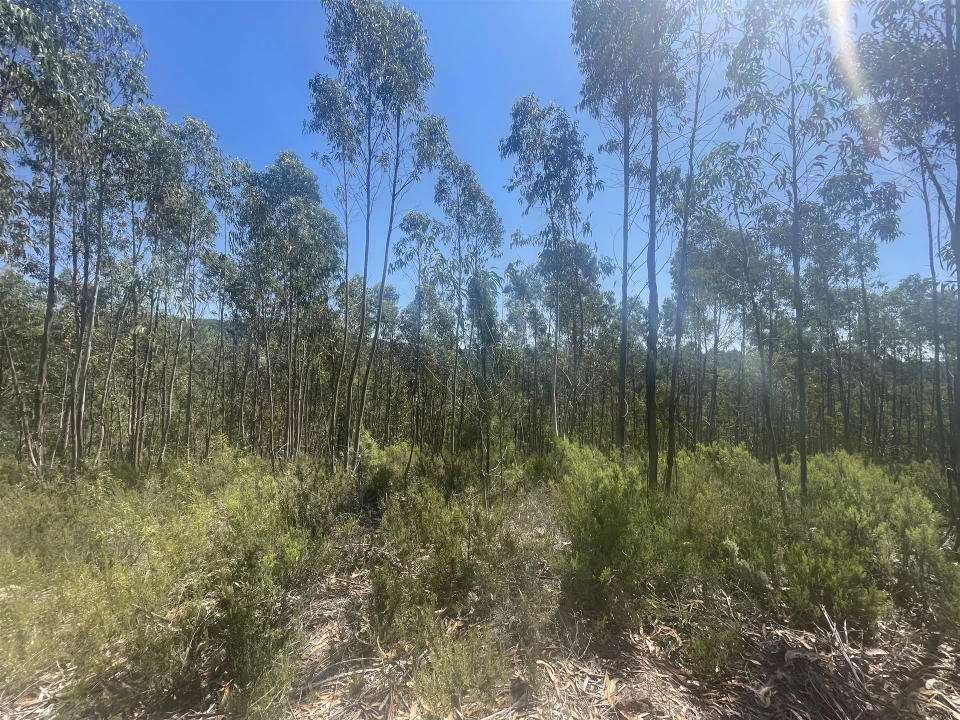 Terreno Agricola ou Rústico para Venda em Sarnadas de São Simão Foto 9