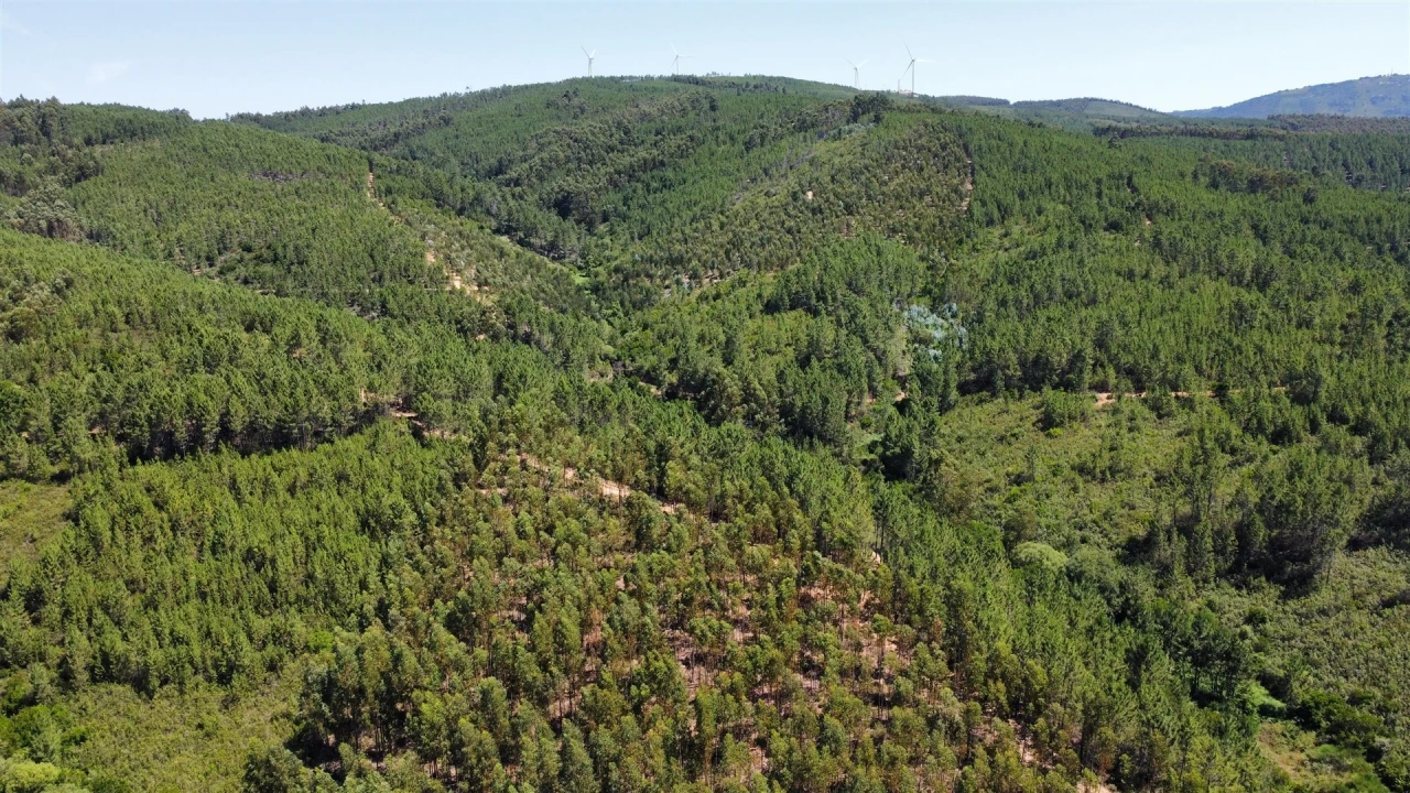 Terreno Agricola ou Rústico para Venda em Sarnadas de São Simão Foto 4