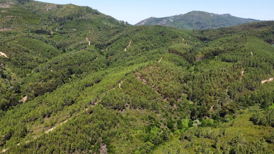 Terreno Agricola ou Rústico para Venda em Sarnadas de São Simão Foto 7