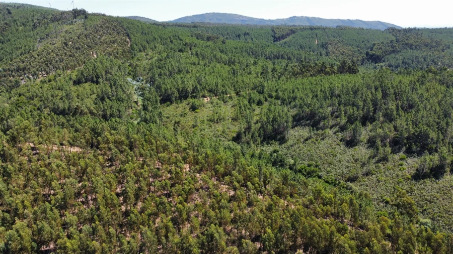 Terreno Agricola ou Rústico para Venda em Sarnadas de São Simão Foto 3