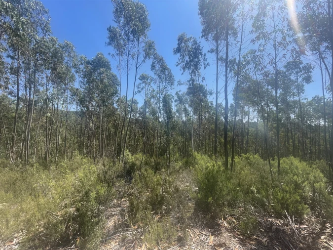 Terreno Agricola ou Rústico para Venda em Sarnadas de São Simão Foto 9