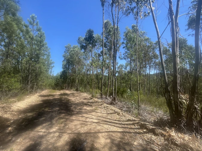 Terreno Agricola ou Rústico para Venda em Sarnadas de São Simão Foto 8