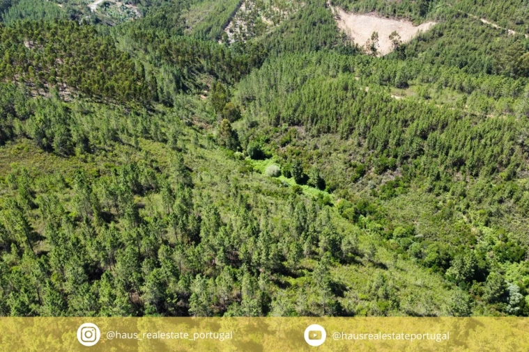 Terreno Agricola ou Rústico para Venda em Sarnadas de São Simão