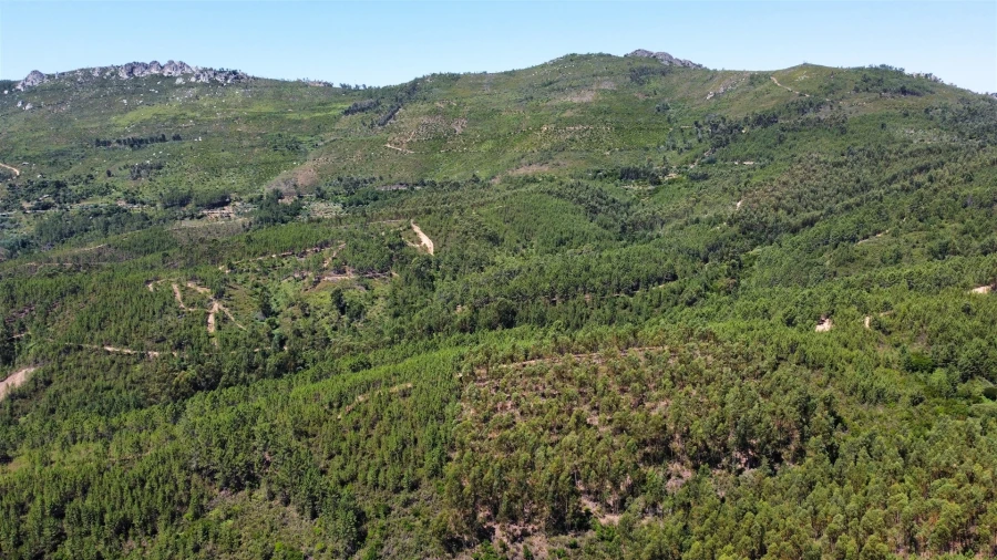 Terreno Agricola ou Rústico para Venda em Sarnadas de São Simão Foto 6