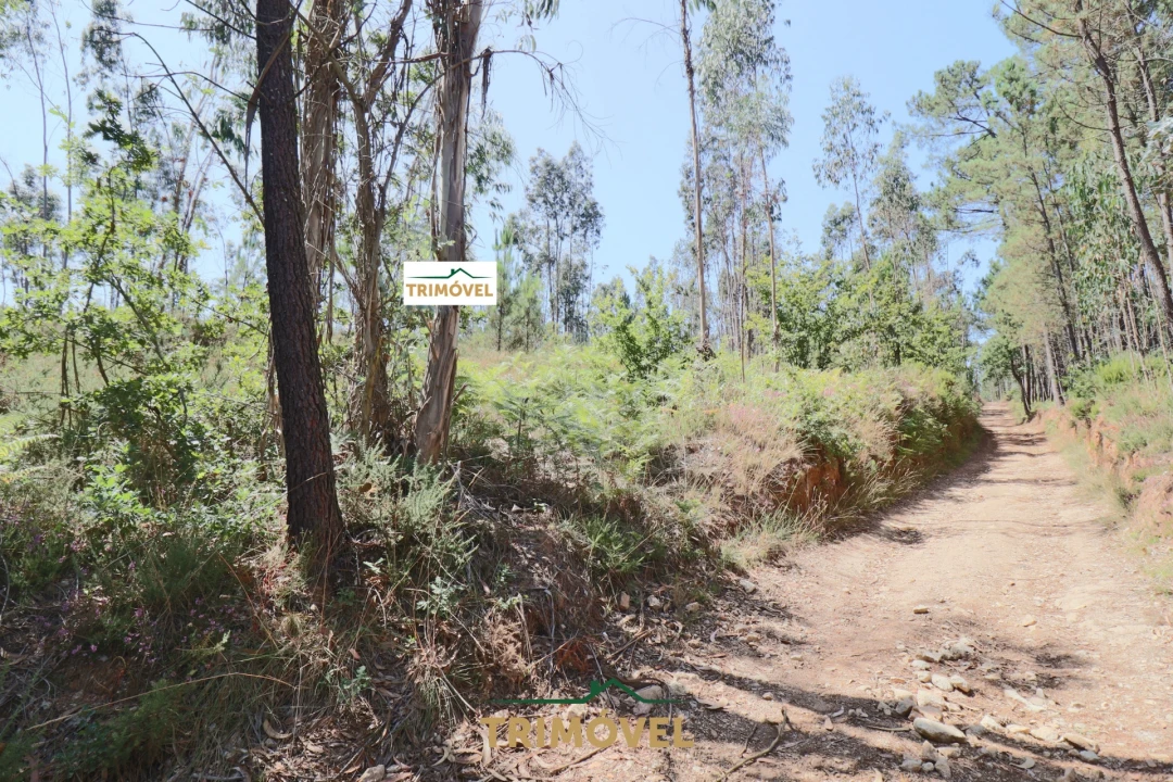 Terreno Agricola ou Rústico para Venda em Milheiros de Poiares Foto 5