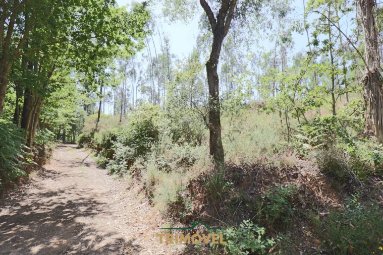 Terreno Agricola ou Rústico para Venda em Milheiros de Poiares Foto 6