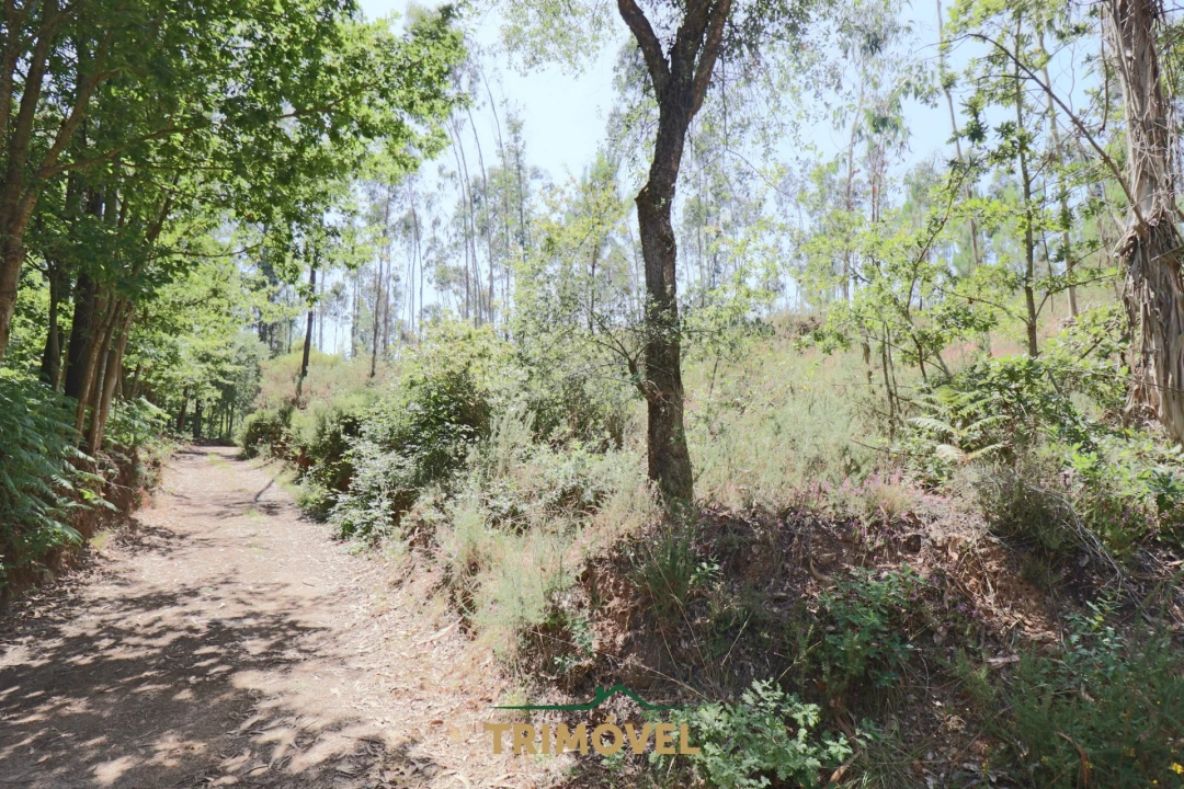 Terreno Agricola ou Rústico para Venda em Milheiros de Poiares Foto 6