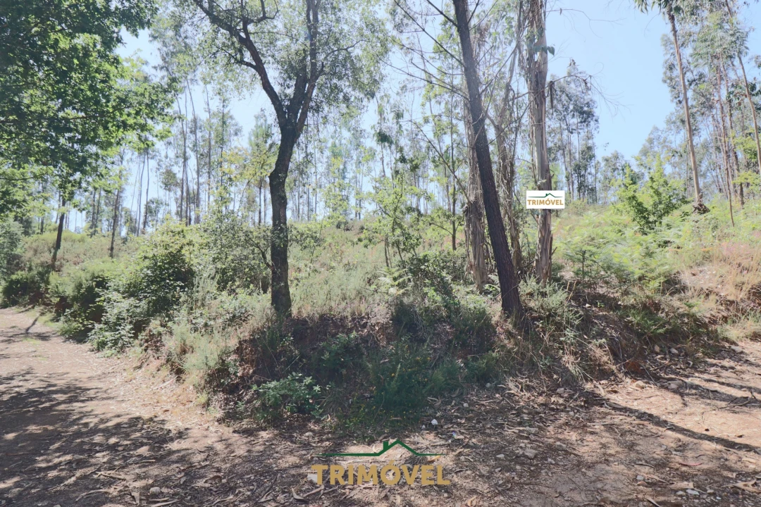 Terreno Agricola ou Rústico para Venda em Milheiros de Poiares Foto 4