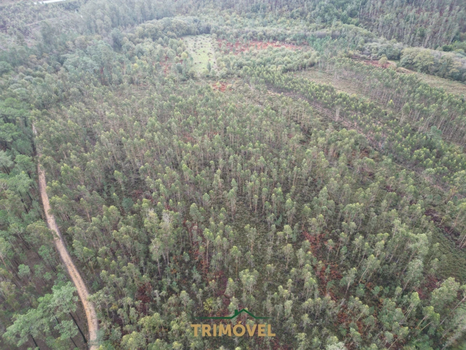 Terreno Agricola ou Rústico para Venda em Milheiros de Poiares Foto 2
