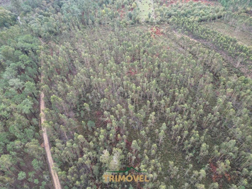 Terreno Agricola ou Rústico para Venda em Milheiros de Poiares Foto 1