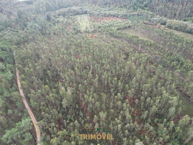 Terreno Agricola ou Rústico para Venda em Milheiros de Poiares Foto 2