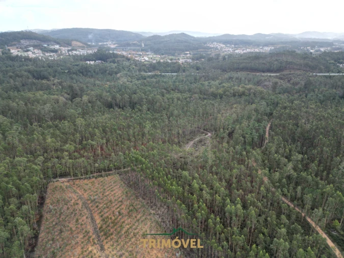 Terreno Agricola ou Rústico para Venda em Milheiros de Poiares Foto 5