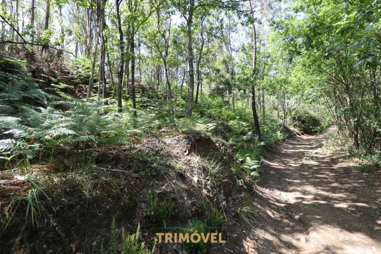 Terreno Agricola ou Rústico para Venda em Milheiros de Poiares Foto 6