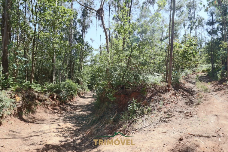 Terreno Agricola ou Rústico para Venda em Milheiros de Poiares Foto 8
