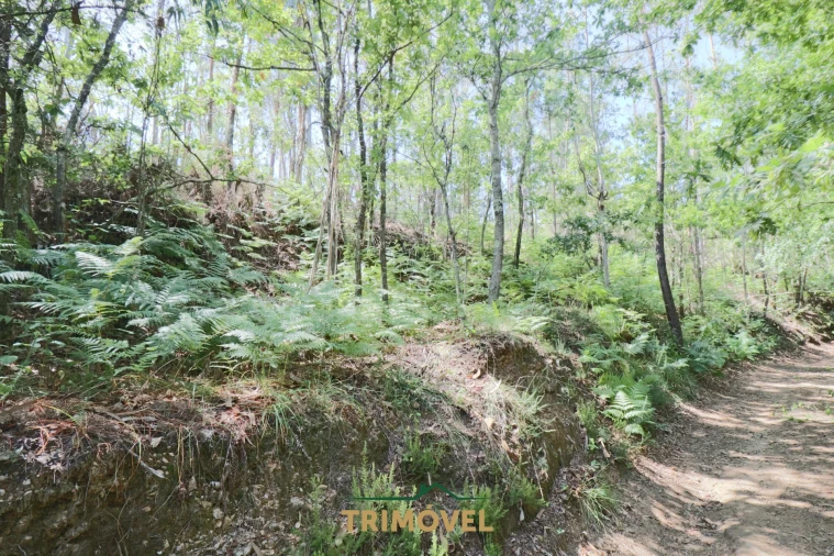 Terreno Agricola ou Rústico para Venda em Milheiros de Poiares Foto 7