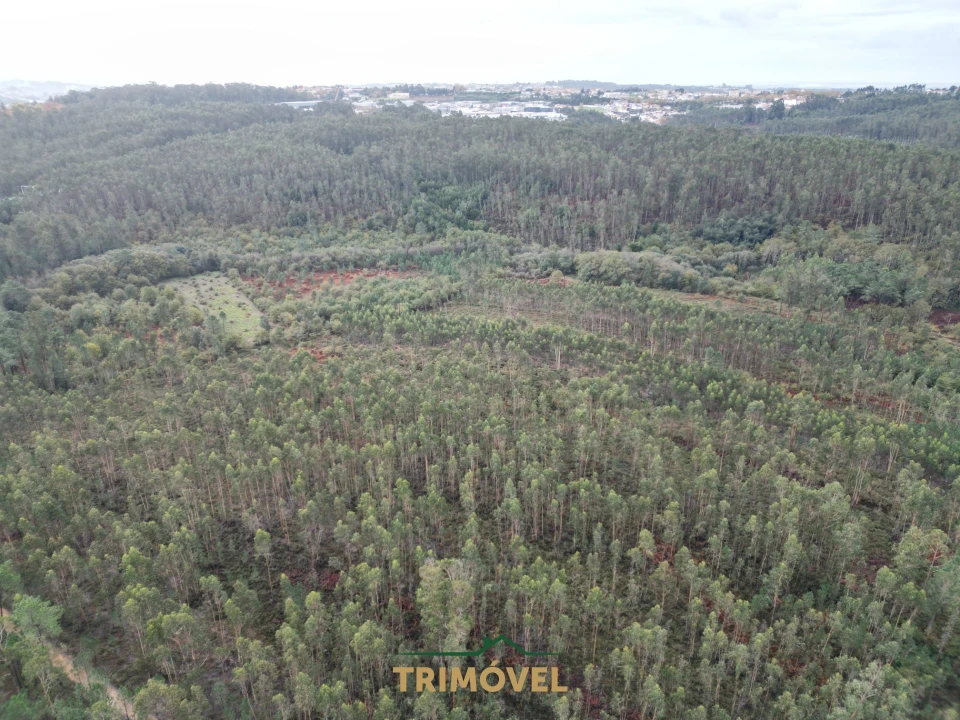 Terreno Agricola ou Rústico para Venda em Milheiros de Poiares Foto 3