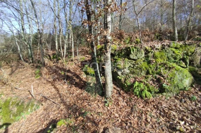 Terreno para Venda em Faíl e Vila Chã de Sá