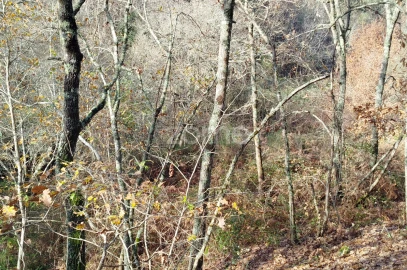 Terreno para Venda em Faíl e Vila Chã de Sá