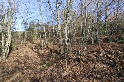 Terreno para Venda em Faíl e Vila Chã de Sá