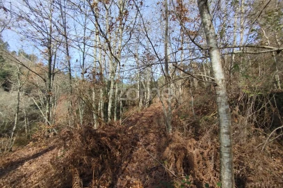 Terreno para Venda em Faíl e Vila Chã de Sá
