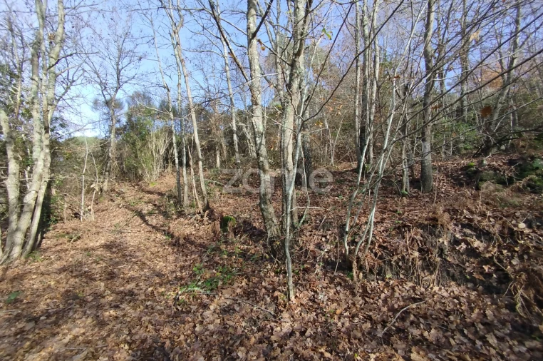 Terreno para Venda em Faíl e Vila Chã de Sá Foto 23