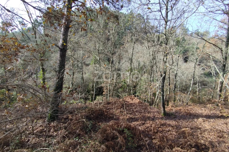 Terreno para Venda em Faíl e Vila Chã de Sá Foto 21