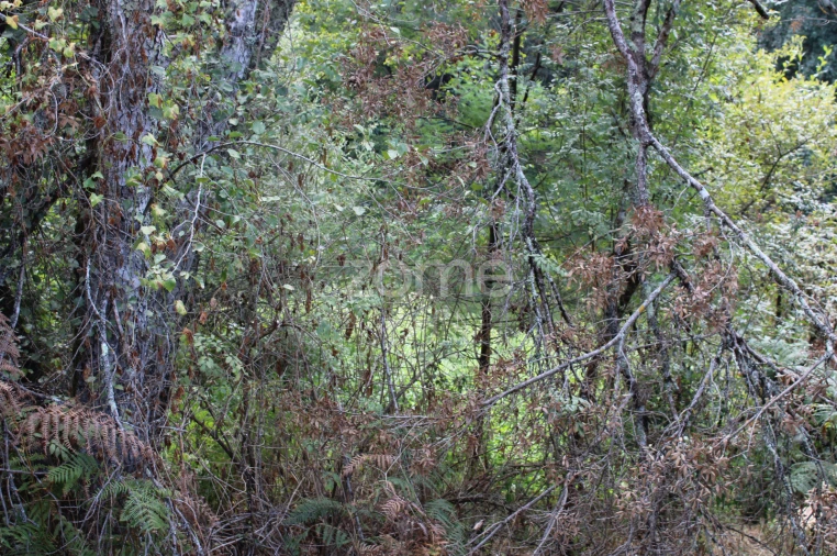 Terreno para Venda em Faíl e Vila Chã de Sá Foto 5