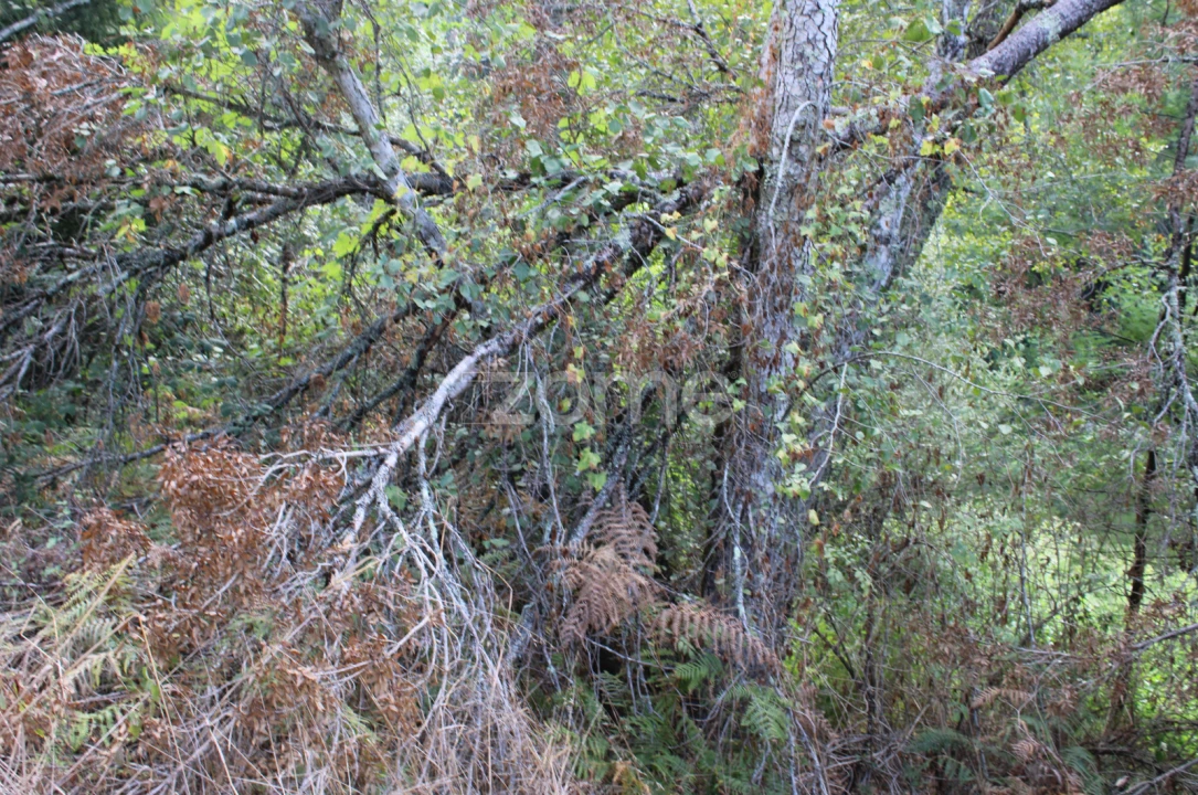 Terreno para Venda em Faíl e Vila Chã de Sá Foto 6