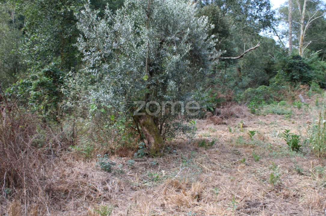 Terreno para Venda em Faíl e Vila Chã de Sá Foto 9