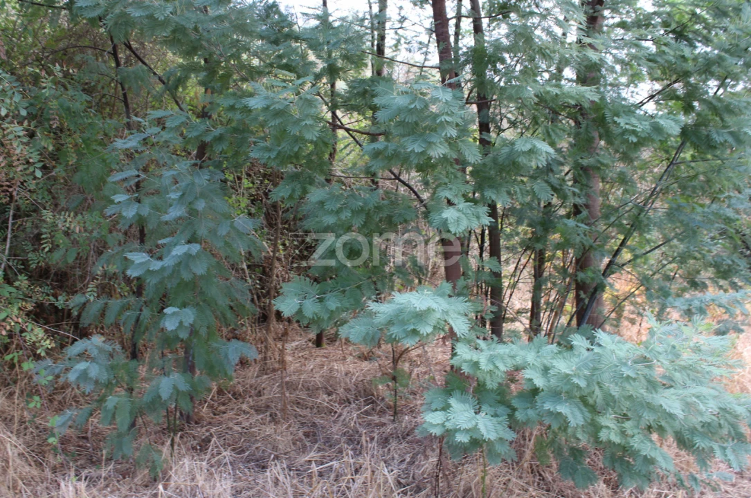 Terreno para Venda em Faíl e Vila Chã de Sá Foto 12
