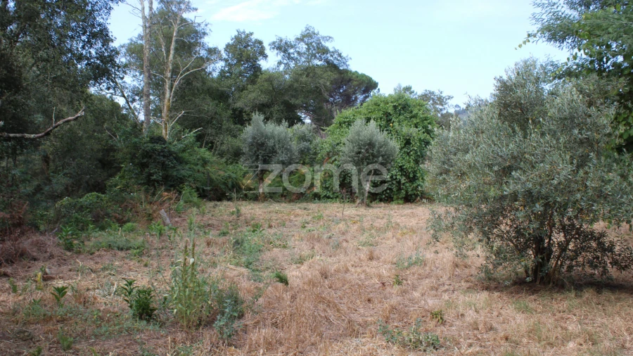 Terreno para Venda em Faíl e Vila Chã de Sá
