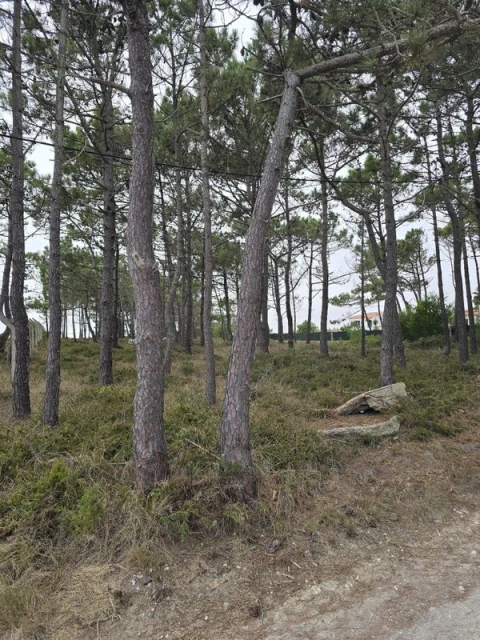 Terreno para Venda em São João das Lampas e Terrugem