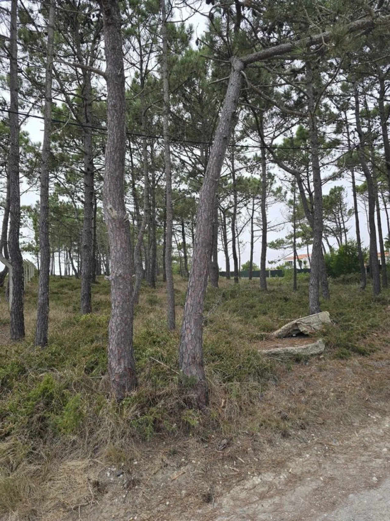 Terreno para Venda em São João das Lampas e Terrugem Foto 1