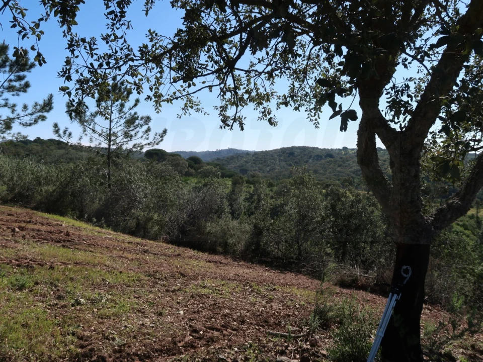 Terreno Agricola ou Rústico para Venda em Melides Foto 4