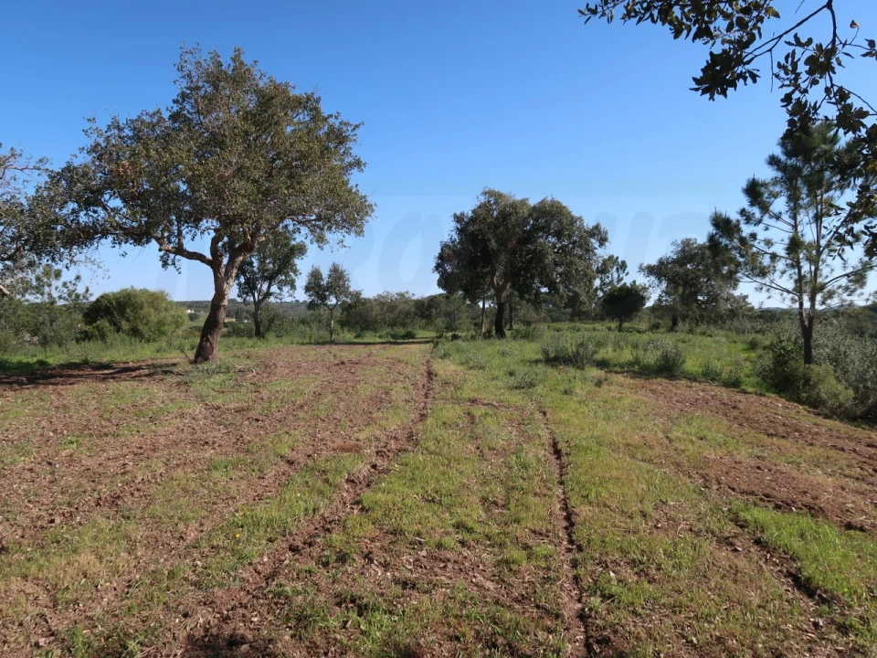 Terreno Agricola ou Rústico para Venda em Melides Foto 5