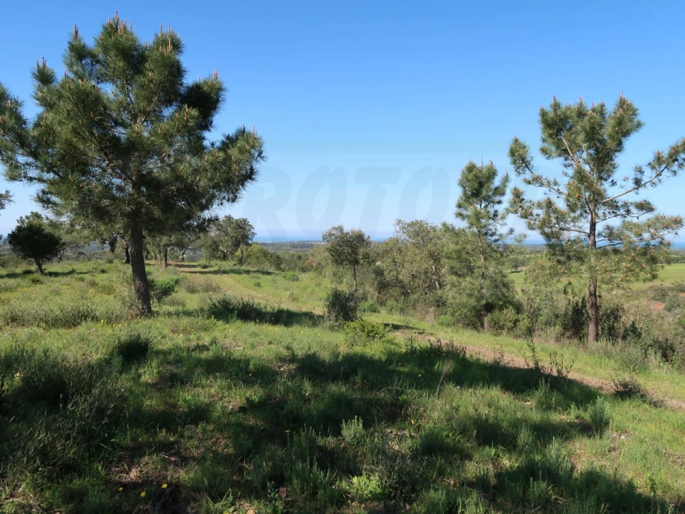 Terreno Agricola ou Rústico para Venda em Melides Foto 14