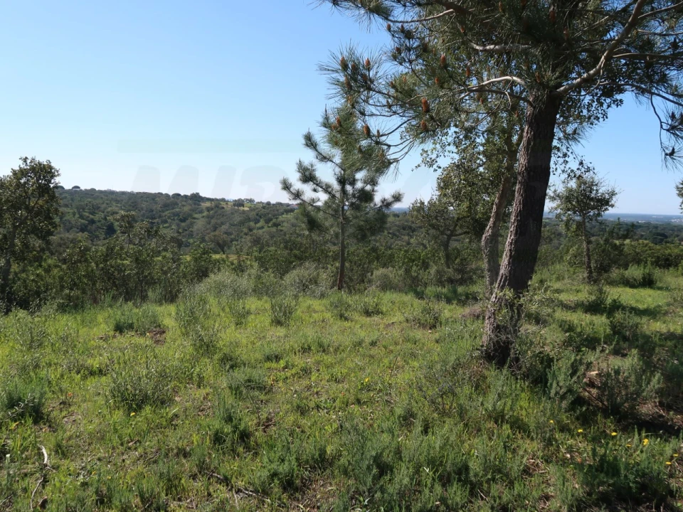 Terreno Agricola ou Rústico para Venda em Melides Foto 15