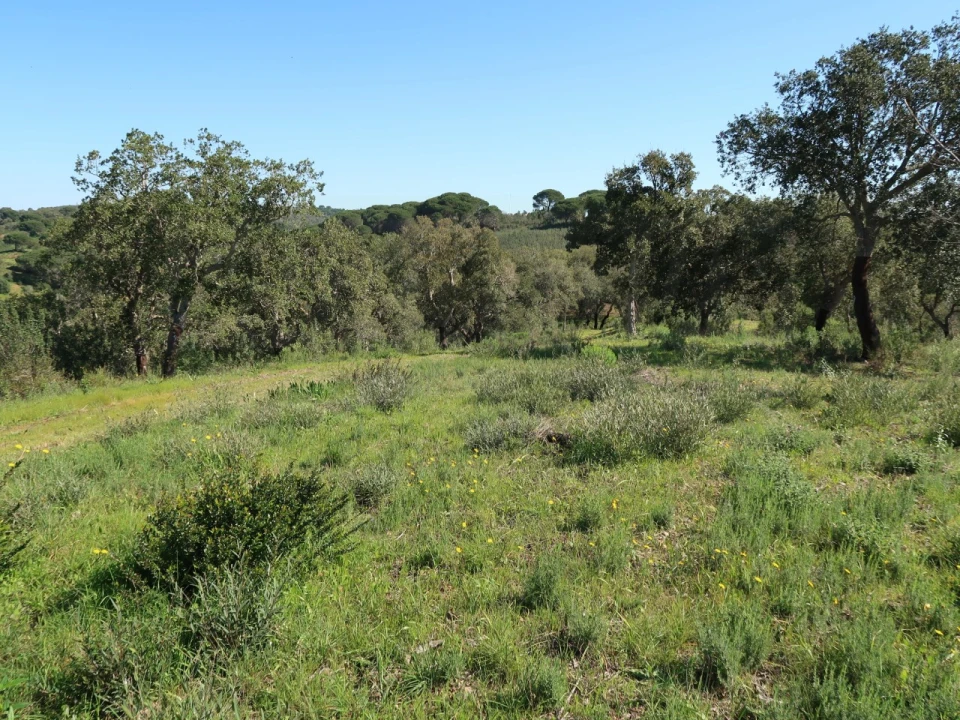 Terreno Agricola ou Rústico para Venda em Melides Foto 16