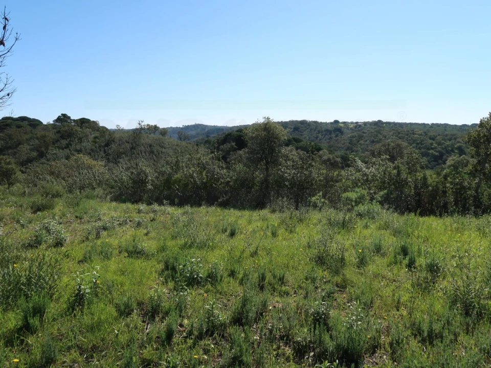 Terreno Agricola ou Rústico para Venda em Melides Foto 17