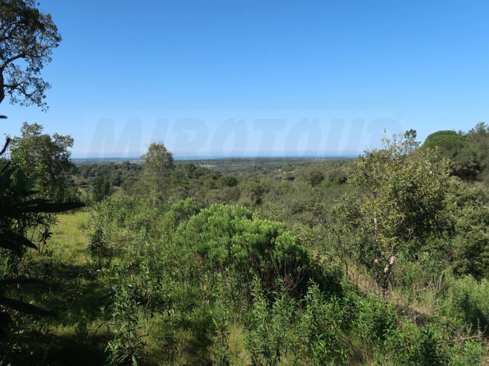 Terreno Agricola ou Rústico para Venda em Melides Foto 18