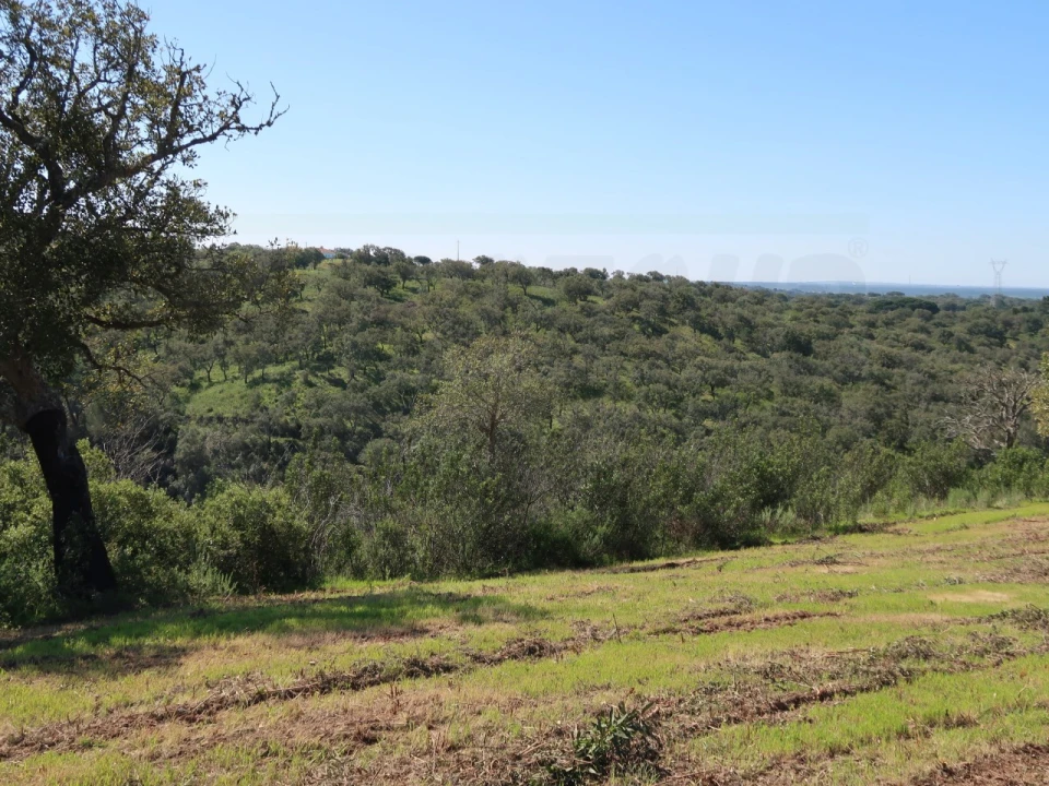 Terreno Agricola ou Rústico para Venda em Melides Foto 22