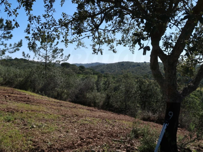 Terreno Agricola ou Rústico para Venda em Melides Foto 4