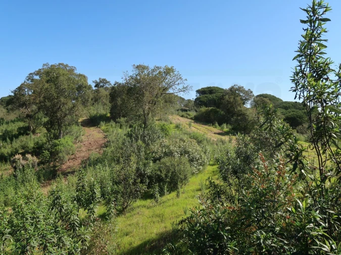 Terreno Agricola ou Rústico para Venda em Melides Foto 19