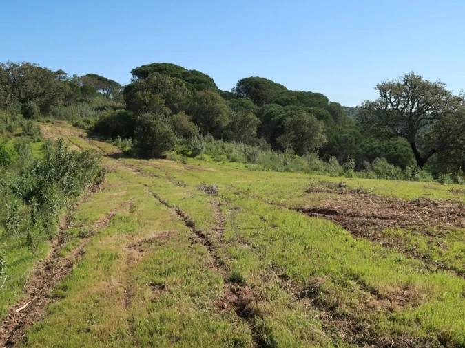 Terreno Agricola ou Rústico para Venda em Melides Foto 21