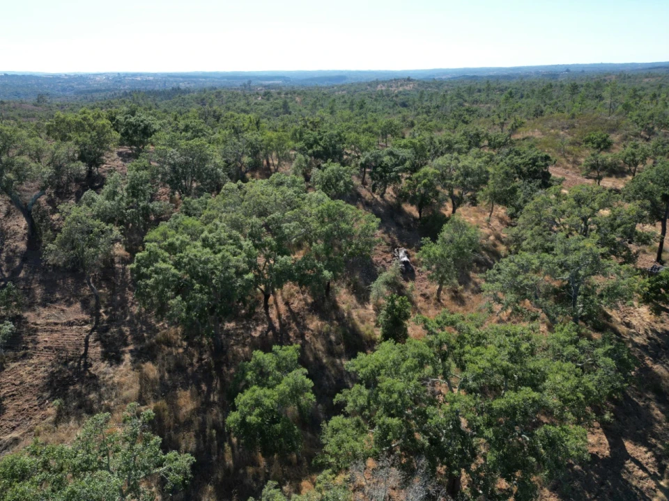 Quinta para Venda em Abela Foto 6