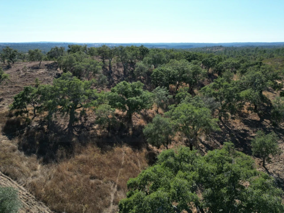 Quinta para Venda em Abela Foto 10