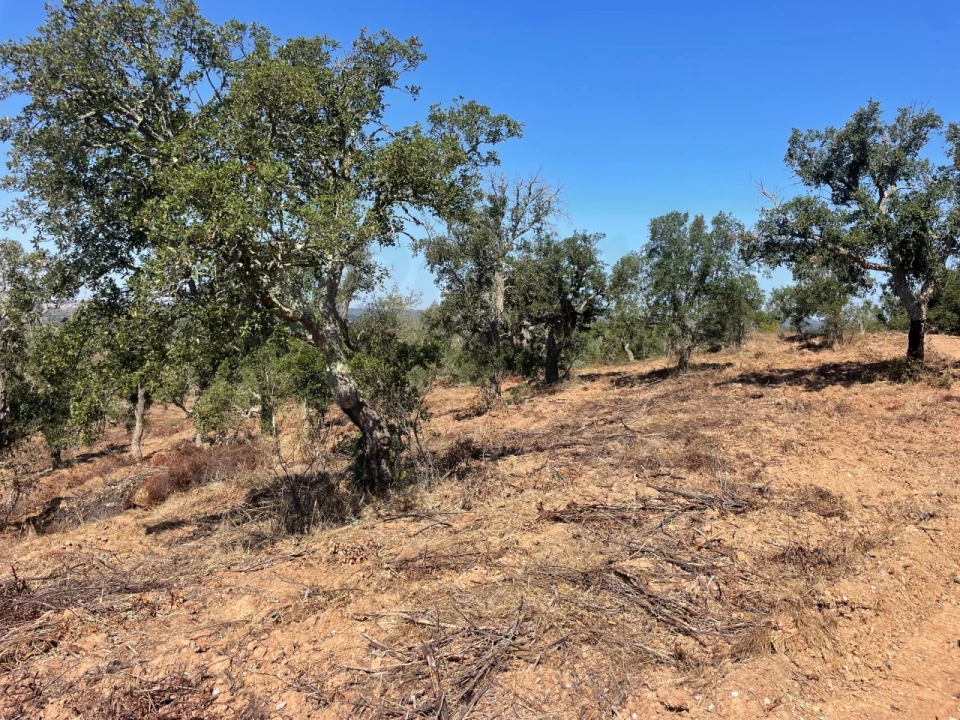 Quinta para Venda em Abela Foto 20